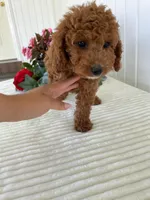 Starlight , a female Miniature Goldendoodle for sale in Montgomery, MI – 4 of 10