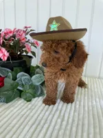 Homestead , a male Miniature Goldendoodle for sale in Montgomery, MI – 3 of 8