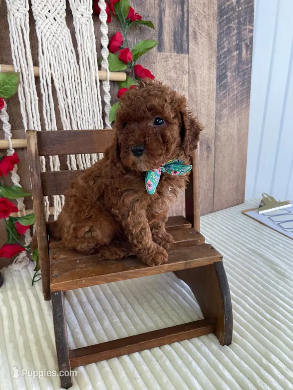 Mr. Sunshine – Miniature Goldendoodle puppy for sale in Montgomery, MI