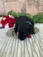 Miss Waves, a female Miniature Goldendoodle for sale in Montgomery, MI – 7 of 9