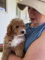 James , a male Miniature Goldendoodle for sale in Montgomery, MI – 6 of 10