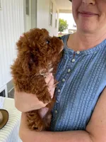 Ribbon, a female Miniature Goldendoodle for sale in Montgomery, MI – 8 of 9