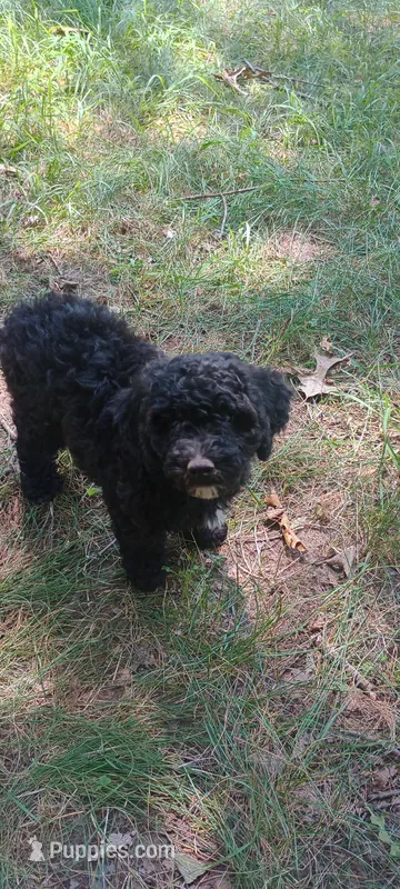 Miss Waxwing – Miniature Goldendoodle puppy for sale in Montgomery, MI