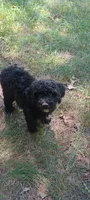Miss Waxwing, a female Miniature Goldendoodle for sale in Montgomery, MI – 1 of 10