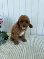 Daffodil, a female Miniature Goldendoodle for sale in Montgomery, MI – 5 of 10