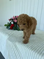 Columbus , a male Miniature Goldendoodle for sale in Montgomery, MI – 4 of 8