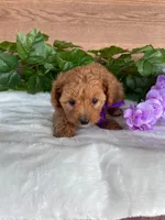 Miss Polly, a female Cavapoo and Poodle - Miniature  for sale in Montgomery, MI – 2 of 8