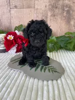 Miss Warbler, a female Miniature Goldendoodle for sale in Montgomery, MI – 5 of 9