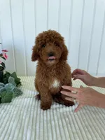 Martin, a male Miniature Goldendoodle for sale in Montgomery, MI – 4 of 8