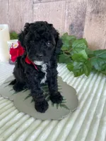 Miss Wafer, a female Miniature Goldendoodle for sale in Montgomery, MI – 2 of 7