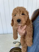Thistle , a male Miniature Goldendoodle for sale in Montgomery, MI – 9 of 10