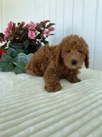 Timber, a male Miniature Goldendoodle for sale in Montgomery, MI – 7 of 9