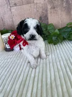 Miss Weaver, a female Miniature Goldendoodle for sale in Montgomery, MI – 4 of 10