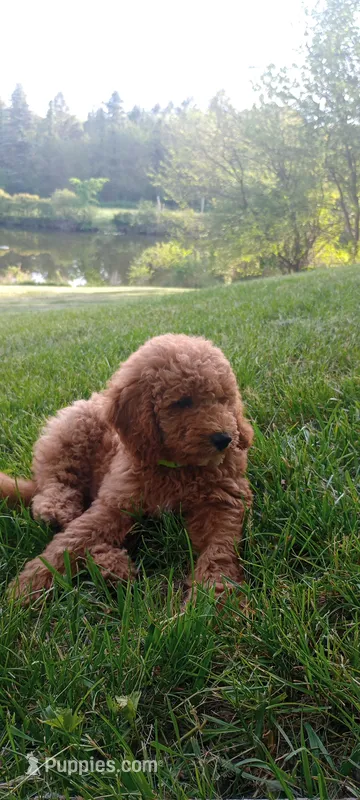 Peter – Miniature Goldendoodle puppy for sale in Montgomery, MI