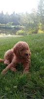 Peter, a male Miniature Goldendoodle for sale in Montgomery, MI – 1 of 6
