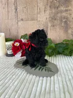 Miss Warbler, a female Miniature Goldendoodle for sale in Montgomery, MI – 7 of 9