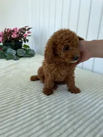 Starlight , a female Miniature Goldendoodle for sale in Montgomery, MI – 5 of 10