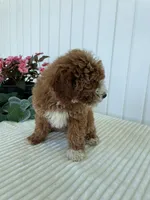 Rose, a female Miniature Goldendoodle for sale in Montgomery, MI – 6 of 10