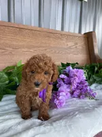 Miss Lilac, a female Cavapoo and Poodle - Miniature  for sale in Montgomery, MI – 4 of 10