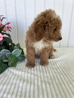 James , a male Miniature Goldendoodle for sale in Montgomery, MI – 3 of 10