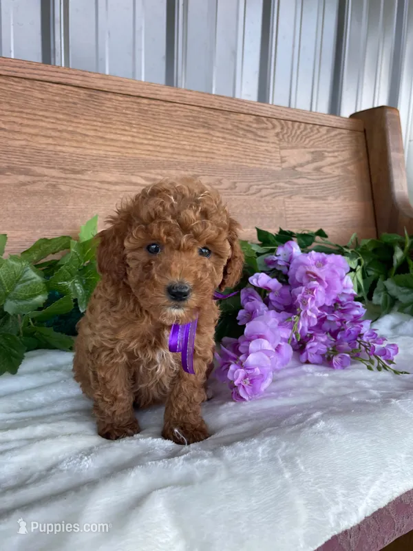 Miss Lilac – Cavapoo, Poodle - Miniature  puppy for sale in Montgomery, MI