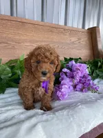 Miss Lilac, a female Cavapoo and Poodle - Miniature  for sale in Montgomery, MI – 1 of 10