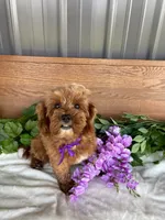 Miss Polly, a female Cavapoo and Poodle - Miniature  for sale in Montgomery, MI – 8 of 8