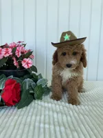 James , a male Miniature Goldendoodle for sale in Montgomery, MI – 10 of 10