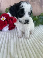 Miss Weaver, a female Miniature Goldendoodle for sale in Montgomery, MI – 2 of 10