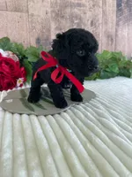 Miss Waves, a female Miniature Goldendoodle for sale in Montgomery, MI – 3 of 9