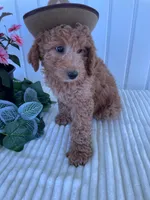 Columbus , a male Miniature Goldendoodle for sale in Montgomery, MI – 6 of 8