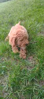 June, a female Miniature Goldendoodle for sale in Montgomery, MI – 6 of 8