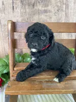 Miss Waxwing, a female Miniature Goldendoodle for sale in Montgomery, MI – 9 of 9