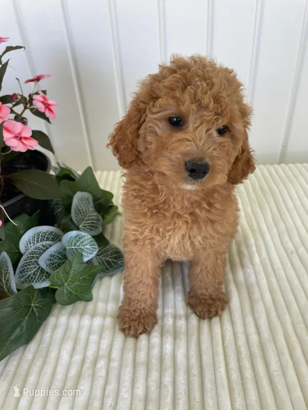 Thistle  – Miniature Goldendoodle puppy for sale in Montgomery, MI