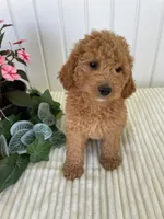 Thistle , a male Miniature Goldendoodle for sale in Montgomery, MI – 1 of 10