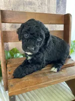Miss Waxwing, a female Miniature Goldendoodle for sale in Montgomery, MI – 6 of 9