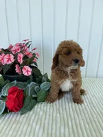 Daffodil, a female Miniature Goldendoodle for sale in Montgomery, MI – 6 of 10