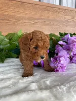 Miss Tulip, a female Cavapoo and Poodle - Miniature  for sale in Montgomery, MI – 7 of 8