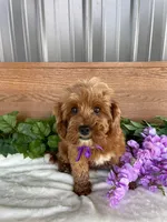 Miss Polly, a female Cavapoo and Poodle - Miniature  for sale in Montgomery, MI – 1 of 8