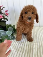 Starlight , a female Miniature Goldendoodle for sale in Montgomery, MI – 3 of 10