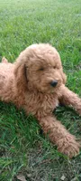 Peter, a male Miniature Goldendoodle for sale in Montgomery, MI – 3 of 6