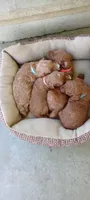 Cloudy, a male Miniature Goldendoodle for sale in Montgomery, MI – 2 of 2