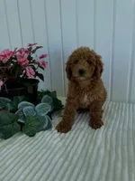 Timber, a male Miniature Goldendoodle for sale in Montgomery, MI – 9 of 9
