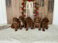 Mr. Jayden, a male Miniature Goldendoodle for sale in Montgomery, MI – 4 of 4