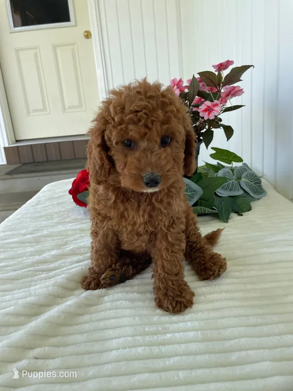 Starlight  – Miniature Goldendoodle puppy for sale in Montgomery, MI