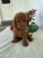 Starlight , a female Miniature Goldendoodle for sale in Montgomery, MI – 1 of 10