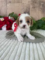 Miss Waffle, a female Miniature Goldendoodle for sale in Montgomery, MI – 5 of 8
