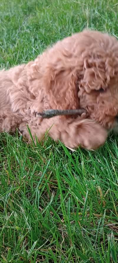 June, a female Miniature Goldendoodle for sale in Montgomery, MI – 8 of 8