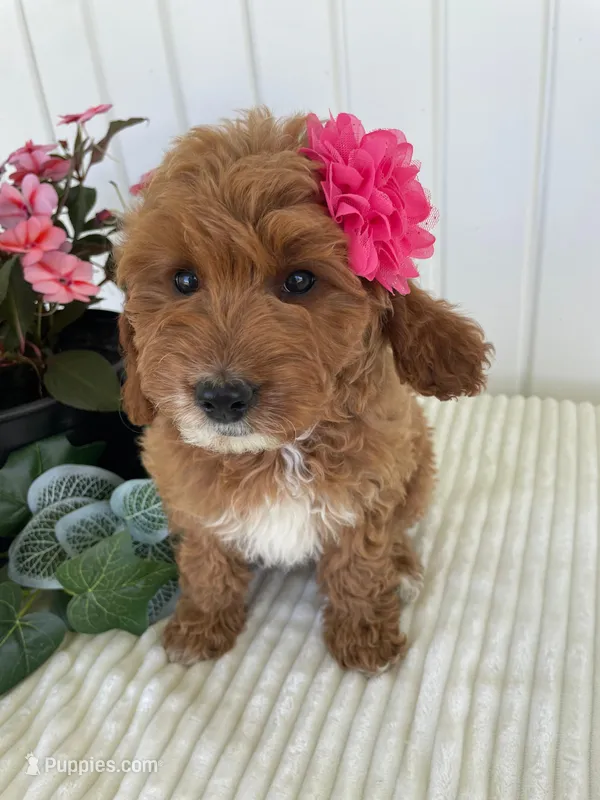 Daffodil – Miniature Goldendoodle puppy for sale in Montgomery, MI