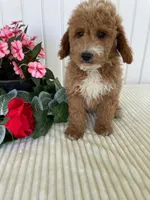 James , a male Miniature Goldendoodle for sale in Montgomery, MI – 4 of 10